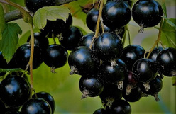 Смородина «Сокровище»